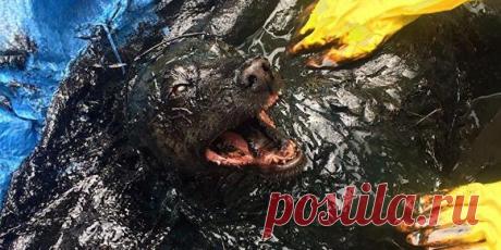 Биробиджанские спасатели спасли из битумной ямы огромного пса В Биробиджане сотрудники МЧС спасли 30-килограммовую собаку, которая попала в яму с битумом, сообщили в пресс-службе.

"Спасателям поступил звонок, на месте они увидели большую яму с битумом и услышали скулеж собаки, самой ее видно уже не было. Спасатели нашли ее по звукам, на поверхности виднелис