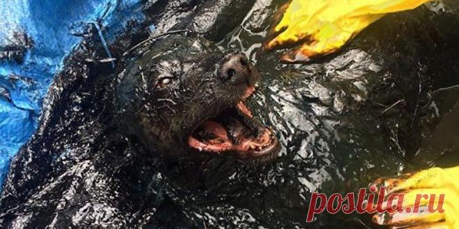 Биробиджанские спасатели спасли из битумной ямы огромного пса В Биробиджане сотрудники МЧС спасли 30-килограммовую собаку, которая попала в яму с битумом, сообщили в пресс-службе.

