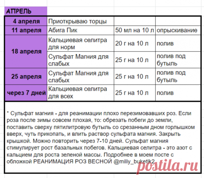Уход за розами с апреля по ноябрь. Уникальные таблицы с дозировками препаратов. | miliy_buketik2 | Яндекс Дзен