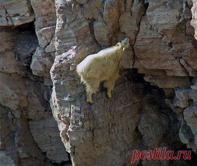 18 сумасшедших фотографий горных козлов, которые не боятся высоты