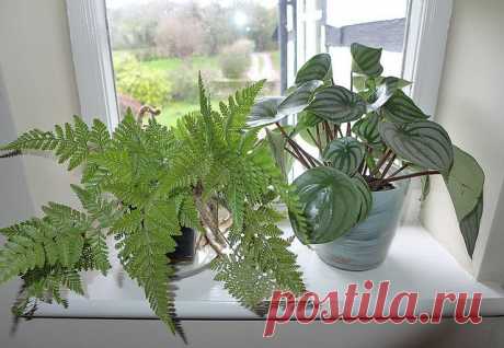 Даваллия: фото, советы и рекомендации по уходу | flori-da.ru