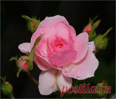 Фотография Роза из раздела природа №5770832 - фото.сайт - Photosight.ru
