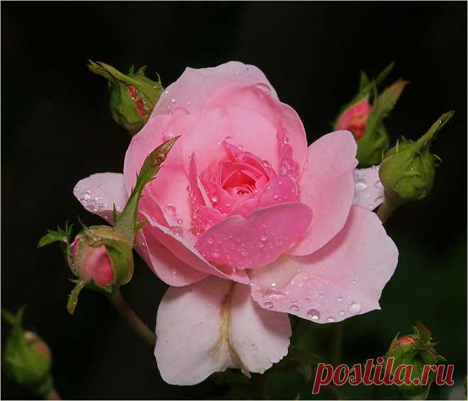 Фотография Роза из раздела природа №5770832 - фото.сайт - Photosight.ru