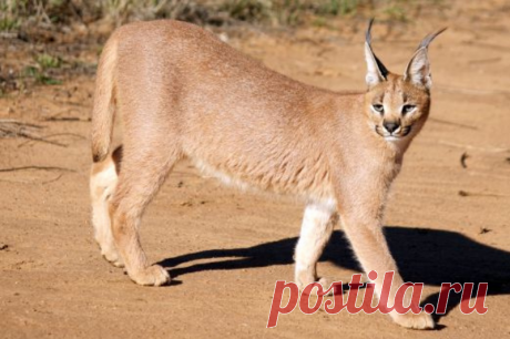 Каракал, оцелот, ягуарунди - дикие кошки: Их особенности, привычки, поведение
Дикие кошки привлекают внимание человека: обманчиво похожи на наших любимых домашних питомцев, тем более, что размеры у них сравнительно небольшие, а на солнышке симпатично нежатся и выглядят очень мило.
