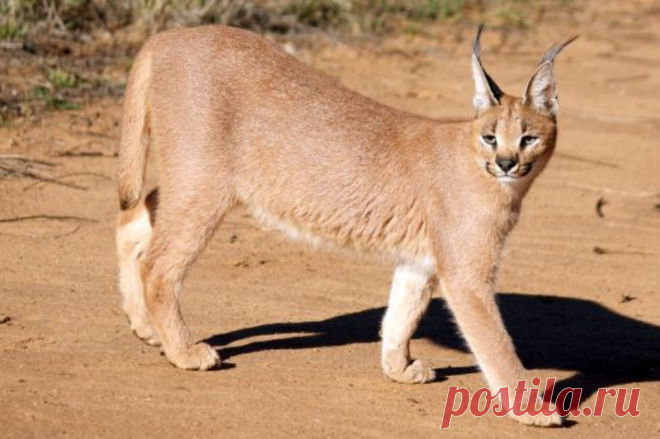 Каракал, оцелот, ягуарунди - дикие кошки: Их особенности, привычки, поведение
Дикие кошки привлекают внимание человека: обманчиво похожи на наших любимых домашних питомцев, тем более, что размеры у них сравнительно небольшие, а на солнышке симпатично нежатся и выглядят очень мило.
