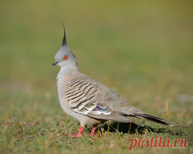 Сем. Голубиные (Columbidae)
Хохлатый голубь (Geophaps lophotes)