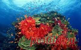 Сказка кораллового рифа