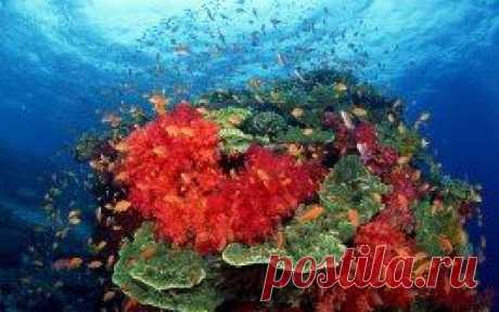Сказка кораллового рифа
