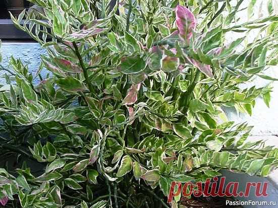 Комнатные растения. Педилантус Род Педилантус состоит из примерно 15 видов многоствольных кустарников или деревьев. Стебли прямостоячие, ветвятся редко, но растут зигзагами – делая повороты в местах размещения листовых узлов. Листья сидячие, длиной от 4 до 8 см., расположены супротивно, довольно плотно, овальные или...