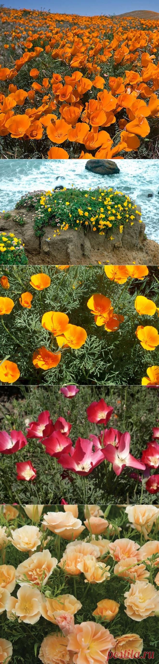 Эшшольция - трепетные бабочки на клумбе | Самоцветик