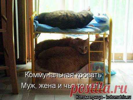 Пятничная котоматрица!