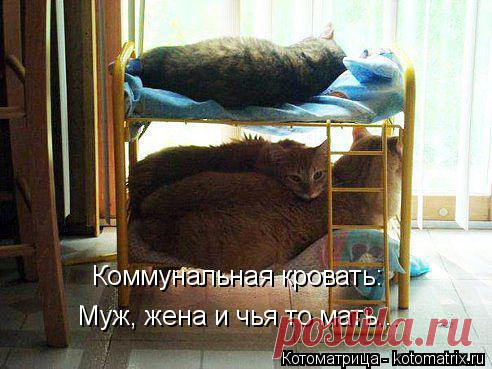 Пятничная котоматрица!