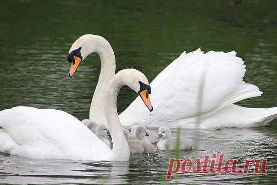 (99) Одноклассники