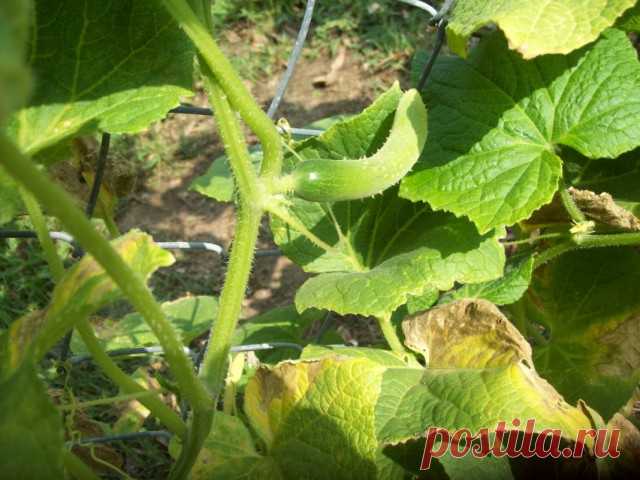 Почему желтеют, сохнут и скручиваются листья огурцов? Причины, меры профилактики и борьбы. Фото — Ботаничка.ru