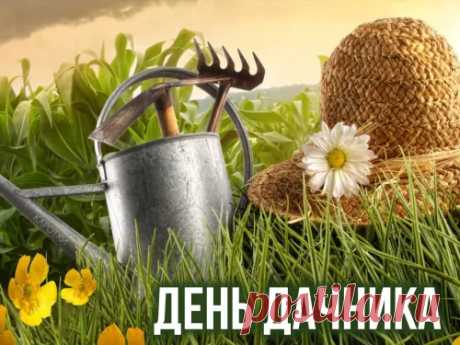 В День дачника я желаю сердечно,
Чтоб дача твоя была безупречной.
Росло всё, плодило и ярко буяло,
Чтоб радостью душу переполняло.