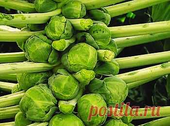 Все о брюссельской капусте - полезные свойства, калорийность, хранение