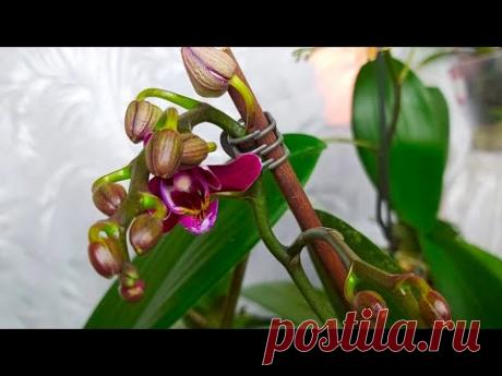 ОРХИДЕИ все в БУТОНАХ от ЭТОГО УДОБРЕНИЯ - YouTube