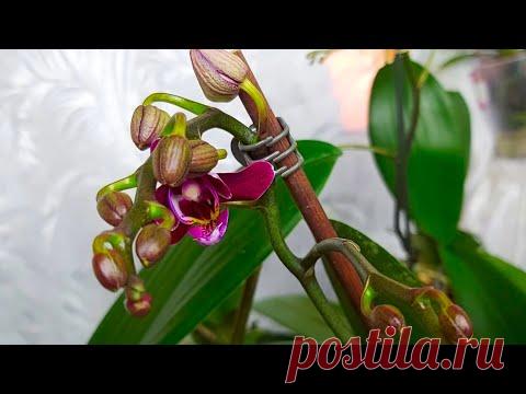 ОРХИДЕИ все в БУТОНАХ от ЭТОГО УДОБРЕНИЯ - YouTube