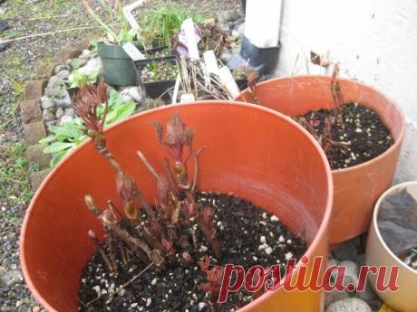 Посадка пионов весной: стоит ли вообще за это браться