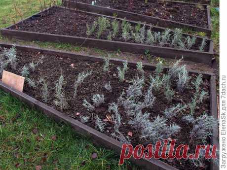 Мой опыт размножения лаванды