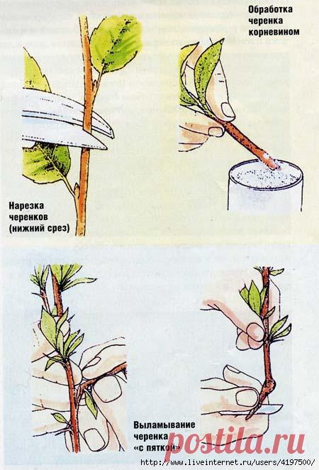 Начинаем черенковать: как это делается