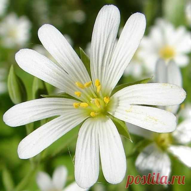 Лечение заболеваний щитовидной железы с помощью трав 

 
Травы для лечения щитовидной железы могут применяться по согласованию с лечащим врачом как дополнительное средство.