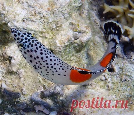 Публикация Małgorzata Stępińska в Instagram • Апр 25 2017 в 8:54 UTC 84 отметок «Нравится», 3 комментариев — Małgorzata Stępińska (@mstepinska67) в Instagram: «Clown coris This species can reach a total length of 120 cm. A marked difference in appearance is…»