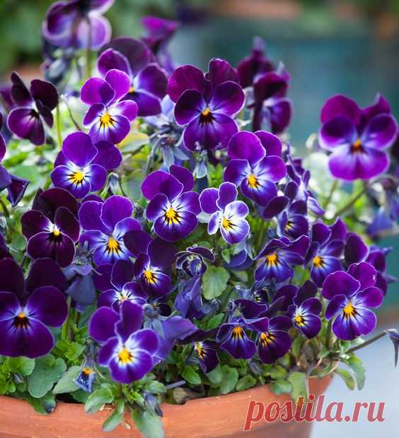 Виола рогатая Viola cornuta 'Phantom' F1
