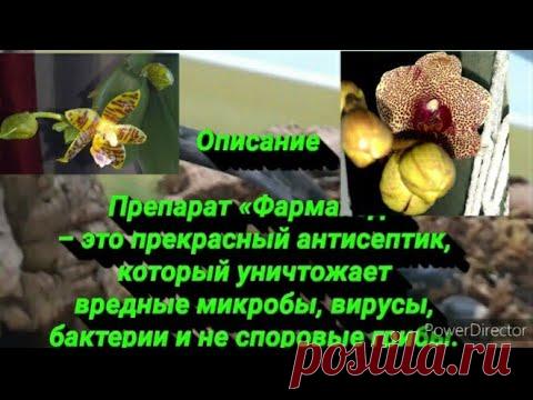 🔥⚡ОРХИДЕИ БОЛЬШЕ НЕ выбрасываю/Просто полей 1 раз в мес/Орхидеи ЗА ЦВЕТУТ ВСЕМ НА ЗАВИСТЬ