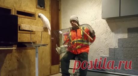 Рассерженный попугай, громко выругавший хозяина, взорвал Интернет ~