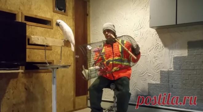 Рассерженный попугай, громко выругавший хозяина, взорвал Интернет ~