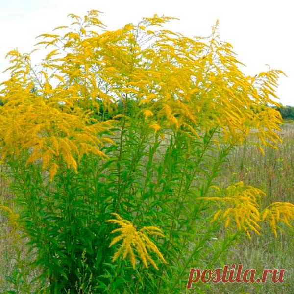 Лекарственное растение Золотарник - золотая розга (Soilidago virgaurea). Многолетнее прямостоячее растение высотой 20-80 см. Подвид, произрастающий в Альпах, достигает высоты всего 5-25 см. Ветви прутовидные, с удлиненными эллиптическими, переходящими в крылатый черенок, зубчатыми листьями. Верхние листья уже. Золотисто-желтые "цветки", состоящие из внутренних трубчатых и наружных, значительно более длинных, язычковых цветков, представляют собой соцветия-корзинки шириной 1-1,5 см.