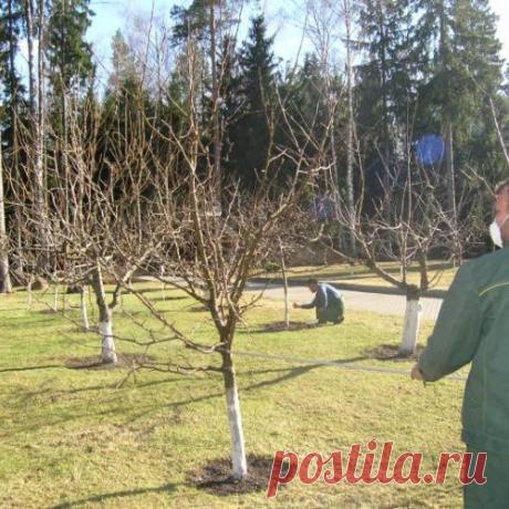 Как ухаживать за яблоней весной