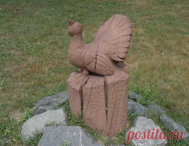 глухарь
Житковичи Гомель.обл