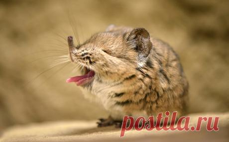 Забавные животные Некоторые животные обладают уникальной способностью одним своим видом вызывать умиление у каждого, кто их видит.