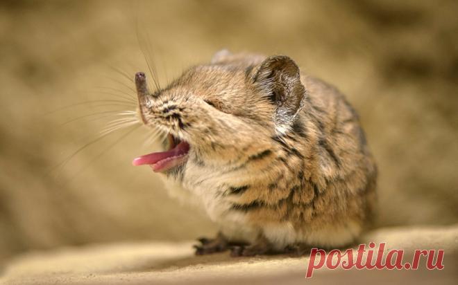 Забавные животные Некоторые животные обладают уникальной способностью одним своим видом вызывать умиление у каждого, кто их видит.