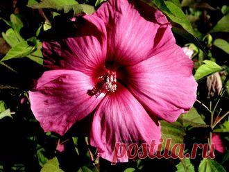 ГИБИСКУСЫ ТРАВЯНИСТЫЕ(КОРНИ)..на ОСЕНЬ 2016 г . Раздел будет пополнятся до середины августа . - № 0013