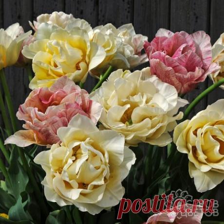 Тюльпан Силк Роуд | Купить луковицы почтой, недорого