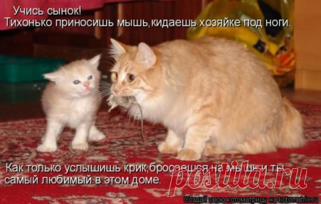 Очередная порция юмора и смеха / Болталка / Юмор