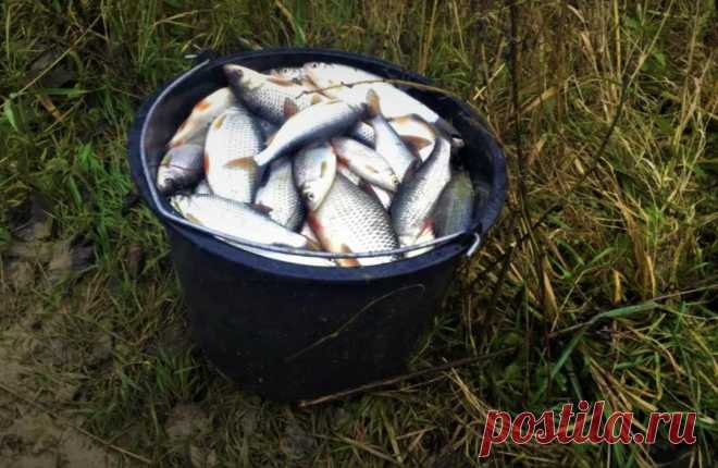 Делаю по дедовскому рецепту 3 «копеечных» прикормки для рыбы, которые всегда работают
Советов, «секретов», прикормок и так далее везде больше, чем можно себе представить. Я бы хотел поделиться с вами тем знанием, которое мне оставил мой дед. Будь то лето или осень — бывает весьма приятно провести время за рыбалкой, и особенно приятно, если уходить с неё не с пустыми руками, а в этом, помимо прочего, помогают […]
Читай пост далее на сайте. Жми ⏫ссылку выше