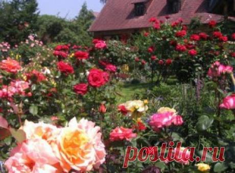 Особенности ухода за кустовыми розами