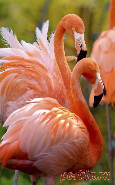 Animal life – Google+