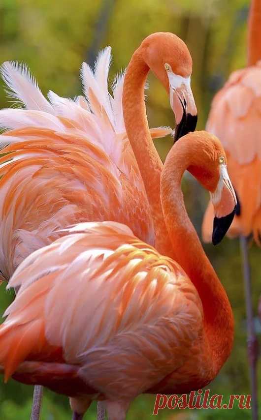 Animal life – Google+