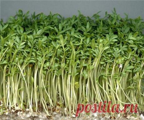 Как вырастить на подоконнике салат :: как выращивать листья салата для продажи :: Сад и огород :: KakProsto.ru: как просто сделать всё