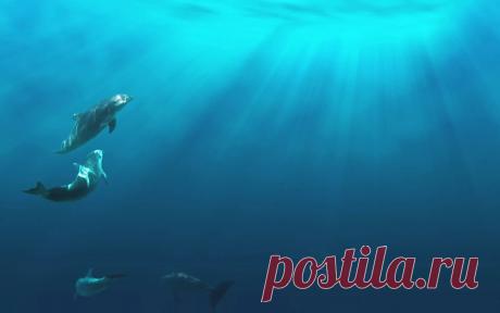 обои море и дельфины на компьютер 1280х1024 высокого качества