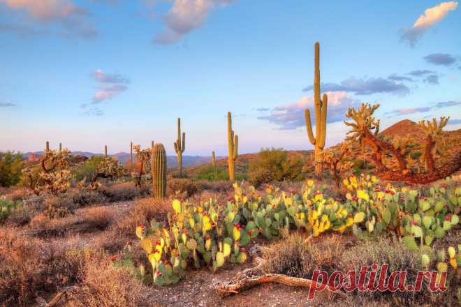 кактусы соноры: 2 тыс изображений найдено в Яндекс.Картинках