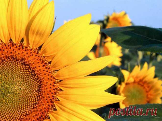подсолнух - 100 тыс. картинок. Поиск@Mail.Ru