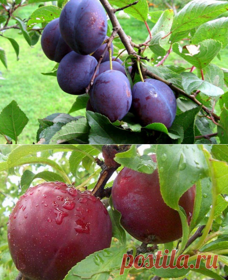 Выращиваем сливу