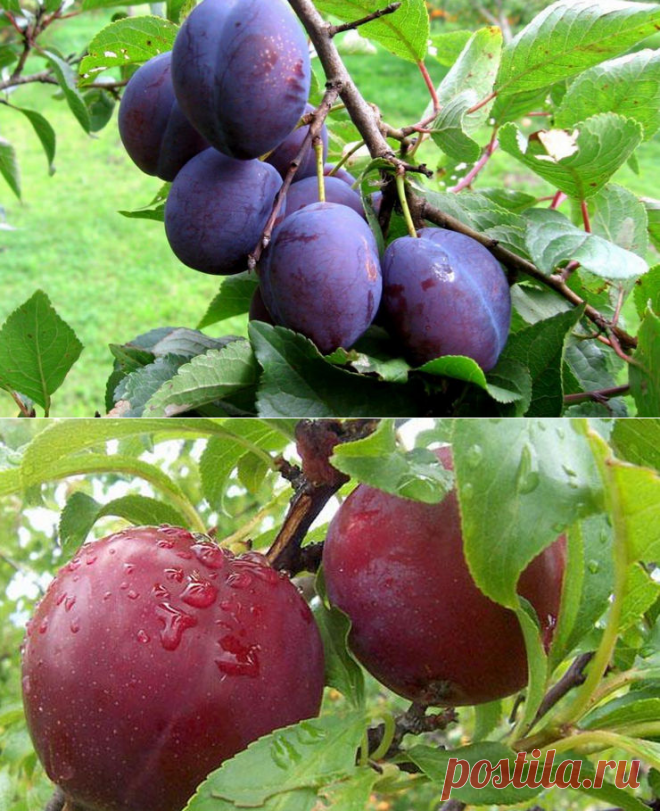 Выращиваем сливу