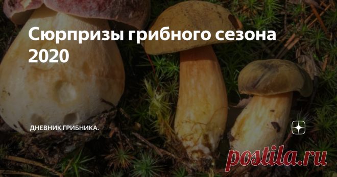 Сюрпризы грибного сезона 2020 Рядовка фиолетовая, рыжики, моховики и боровики - необычное начало грбного лета.